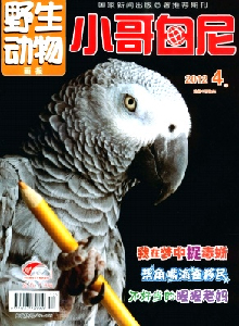 小哥白尼·野生動(dòng)物畫(huà)報(bào)